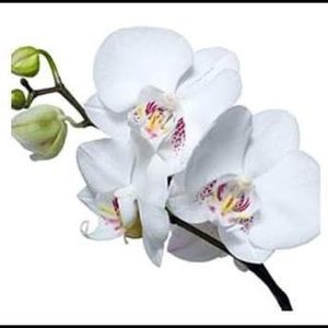 Meet your Posher, Hattie